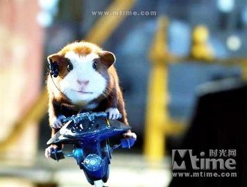 豚鼠电影在线观看,揭秘动物世界的生存法则