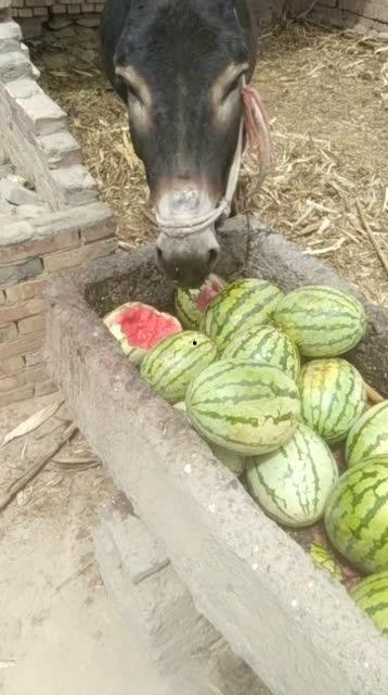 驴姐在吃瓜,揭秘娱乐圈幕后真相