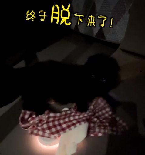 网红黑猫千岁岁死了,网络世界中的一抹哀伤