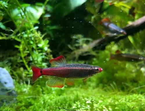 今日头条漂亮的人鱼,探寻神秘海洋的绝世佳人