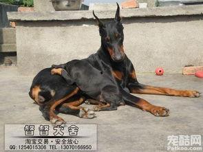 节奏狗网红写真,动感十足，萌态可掬