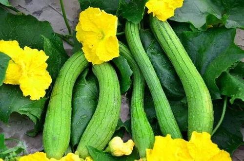 宋亚吃瓜,揭秘娱乐圈幕后故事