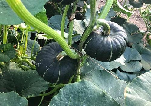 网红吃瓜爆料平台,独家爆料，娱乐圈幕后真相大曝光