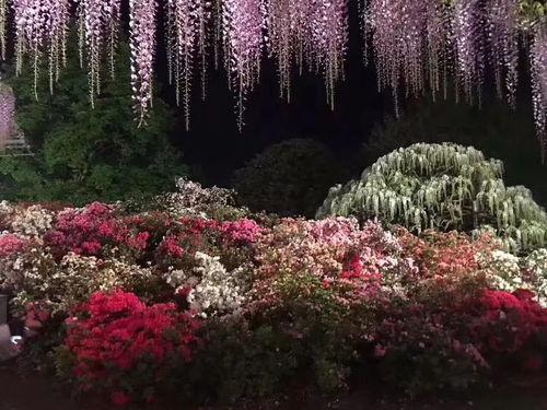 微头条紫藤花园,探寻都市中的宁静绿洲