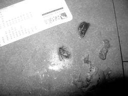 面瓜鱼吃蟑螂吗,揭秘水族箱中的神秘猎手