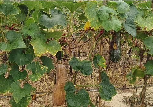 大村吃瓜,揭秘乡村里的那些事儿