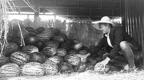 鲁南吃瓜群众事件,一场网络舆论的风暴与反思