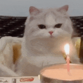 网红绵羊表情包动态,萌动心灵的动态萌宠