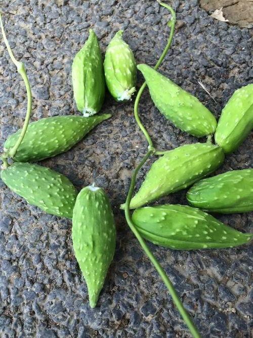 孕妇可以吃蛇瓜嘛