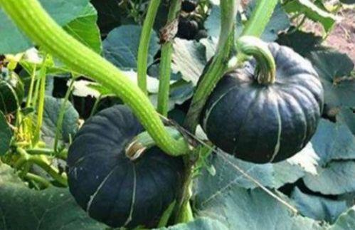 网红李边请的瓜,真相令人震惊！